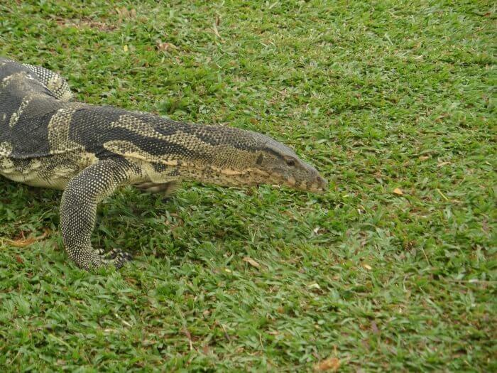 Monitor Lizard Lumpini Park