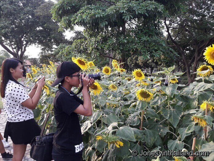 Suan Luang Sunflowers