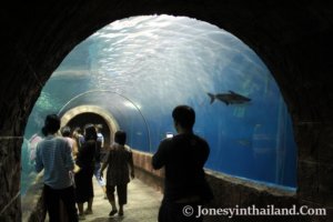Glass Walk Through At Aquarium In Nong Khai