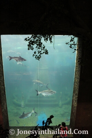 Large Tank At Aquarium