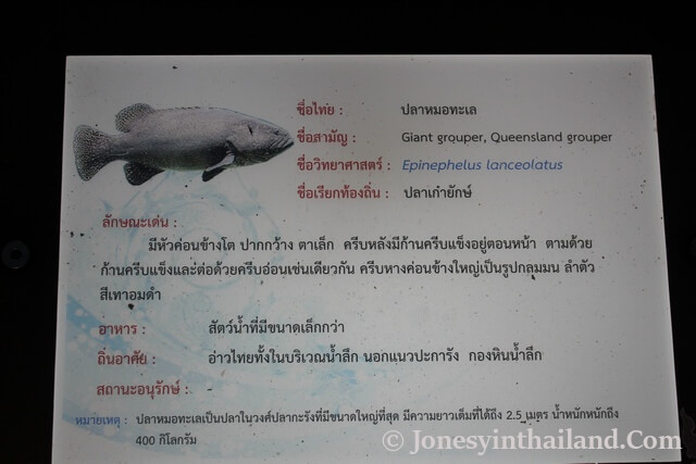 Nong Khai Aquarium Descriptions Of Fish