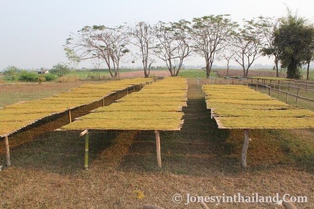 Nong Khai Tobacco Farming And Fields Tobacco Curing