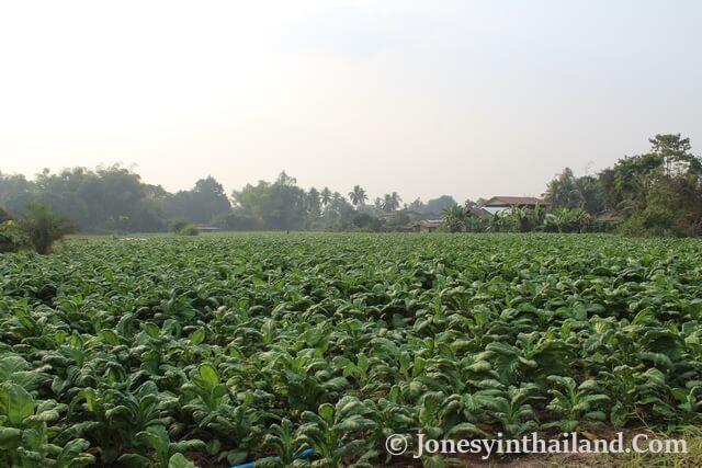 Nong Khai Tobacco Farming And Fields