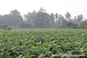 Nong Khai Tobacco Farming And Fields