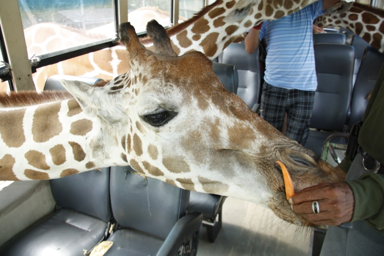 Giraffes Poking Heads Through Bus Window At Kanchanaburi Safari Open Zoo