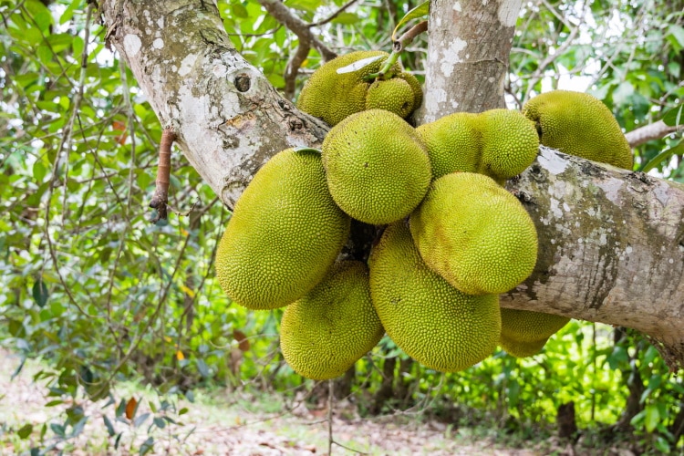 Jack Fruit Growing On A Tree In Thailand
