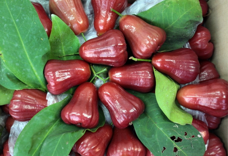 Rose Apple Fruit Collection Among Green Leaves At A Thai Market