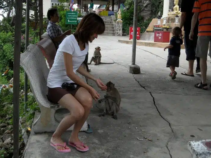 Thai Woman Feeding Monkeys On Teh Way Up Khao Takiab In Hua Hin
