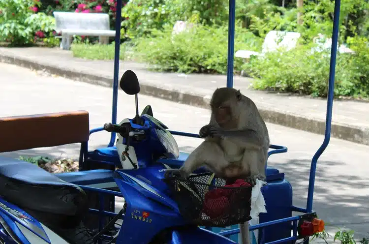 Monkey Getting Things Out Of Motobike Carrier At Khao Hin Lek Fai Hua Hin Thailand