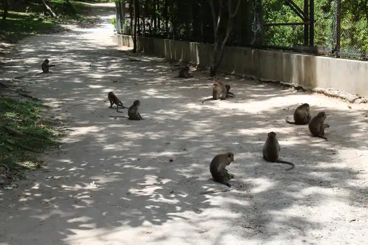 Monkeys On The Path When Walking Up To The Viewpoints At Khao Hin Lek Fai Hua Hin Thailand