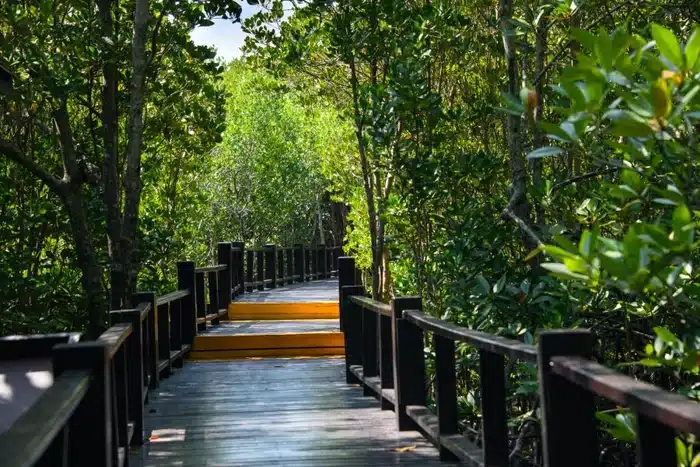 Wooden Walkway At Pranburi Forest Park Mangroves In Hua Hin Thailand